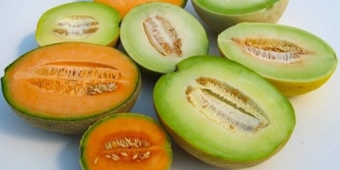 Sorte dinja: fotografije i imena